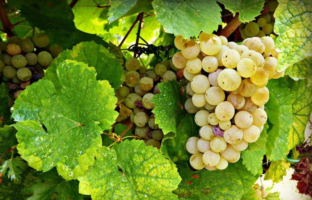 Malvasia- Fina